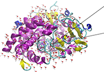 2009年5月和记H88参与了上海国际蛋白质及多肽产业展览会