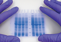 浙江医药尝试大健全新增长点