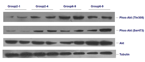 蛋白印迹(Western Blot)尝试技术服务