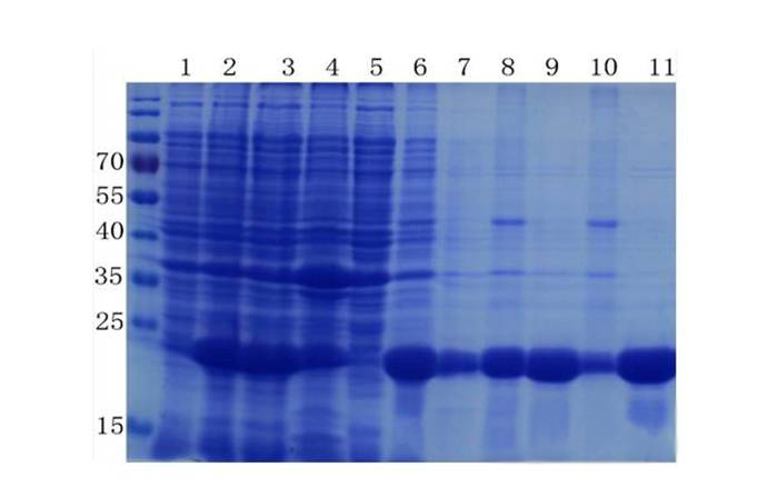 蛋白质提取与纯化技巧——和记H88生物医药