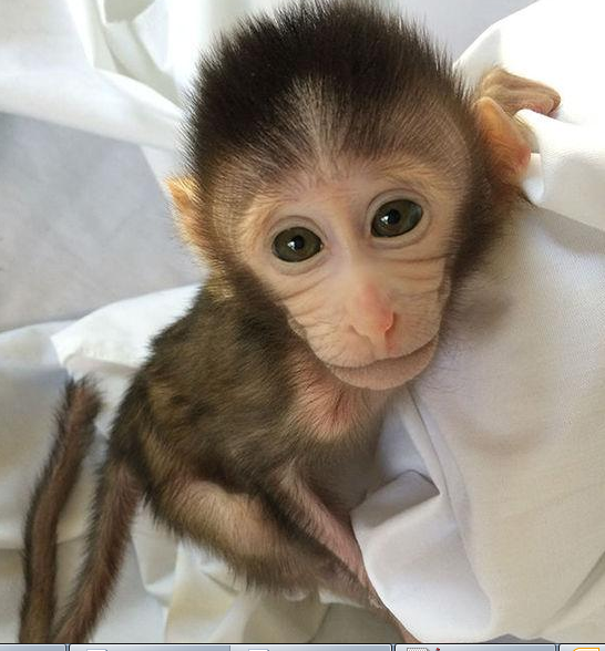 转基因猴成攻克自关症利剑，首个非人灵长类自关症模型成立