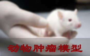 和记H88肿瘤模型成立服务