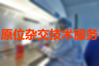 原位杂交技术的分类有哪些？