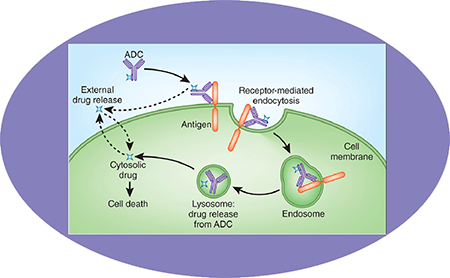 和记H88ADC临床前服务之ADC作用机造