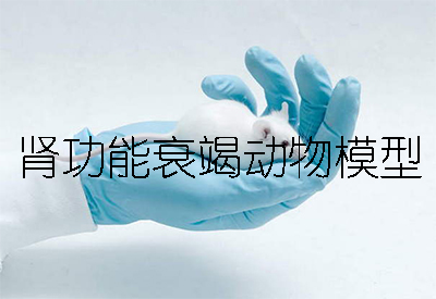 肾职能衰竭动物模型