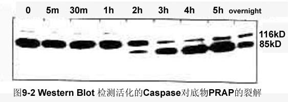 首页| 和记H88集团怡情博娱官网