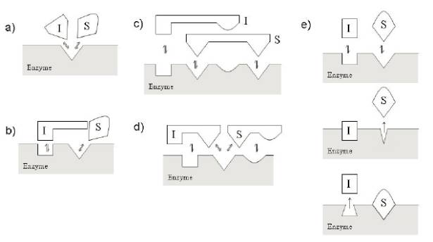 酶抑造剂机理钻研