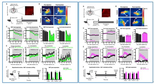对神经元的激活会削减棕色脂肪产能，削减身段活动，从而抑造能量的亏损；相反，抑造神经元会提高能量的亏损。