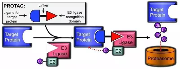 PROTAC技术根基模式