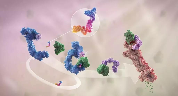 蛋白降解剂（多色）结合了1个靶蛋白（绿色）和1个E3泛素衔接酶（蓝色），驱动基于蛋白酶体（橙色）的靶蛋白泛素化（紫色）和降解。