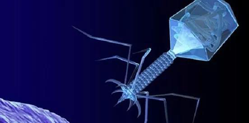 噬菌体疗法、溶瘤病毒，以及构建细胞表白载体的病毒转染因子等都体现出病毒对人类善良和善的一面