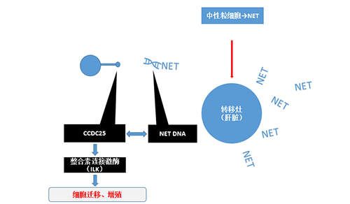 除了单纯的捕获，NET DNA与CCDC-25的结合还加强了癌细胞的侵袭行为，推进了癌症的肝转移。