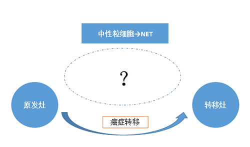 NET可能会通过某些方式“捕获”或“唤醒”癌细胞，从而造成癌细胞的迁徙。