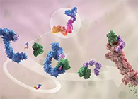 LYTAC出世，与PROTAC并肩作战针对不成成药的靶点