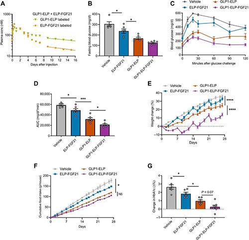 GLP1-ELP-FGF21双激昂剂融合蛋白对血糖和体沉拥有有效且持续的作用 和记H88