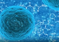 攻克三阴性乳腺癌，蜜蜂毒液竟是关键？