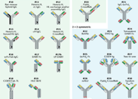 【云回首】理论、律例、实际，三位一体解说双抗的生物分析