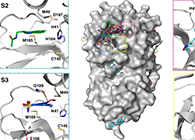 【Nature子刊】国际团队结合力量，加快基于COVID-19结构的药物设计！