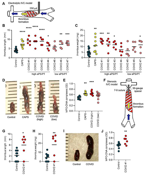 来自COVID-19患者的IgG加强了幼鼠的血栓形成