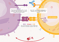 饿了吗？饿一饿原来能够辅助PD-1抑造剂肿瘤免疫医治