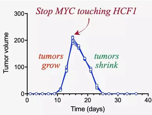 能够“消融”肿瘤的蛋白质，你肯定没有听说过！