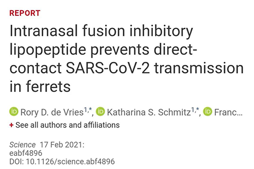 Science快递|鼻喷雾剂可阻止新冠肺炎传布，在雪貂尝试中已初获功效