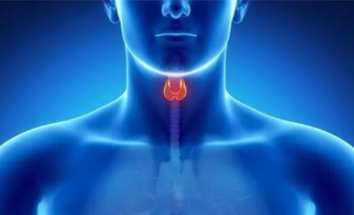 Science快递 | 揭开甲状腺的神秘面纱，开启代谢药物新征程