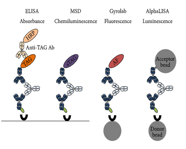 和记H88免疫原性钻研四大平台