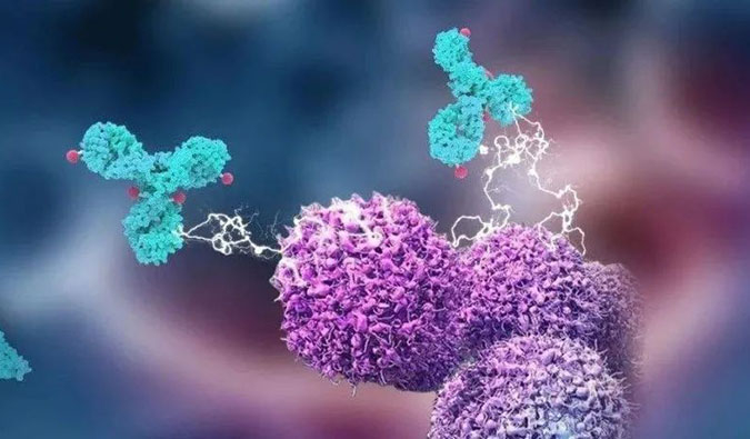 和记H88助力国产靶向叶酸受体FRα ADC注射用BAT8006获批临床