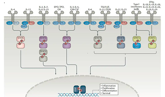 精准建模，把握解开自身免疫性疾病医治钻研的钥匙