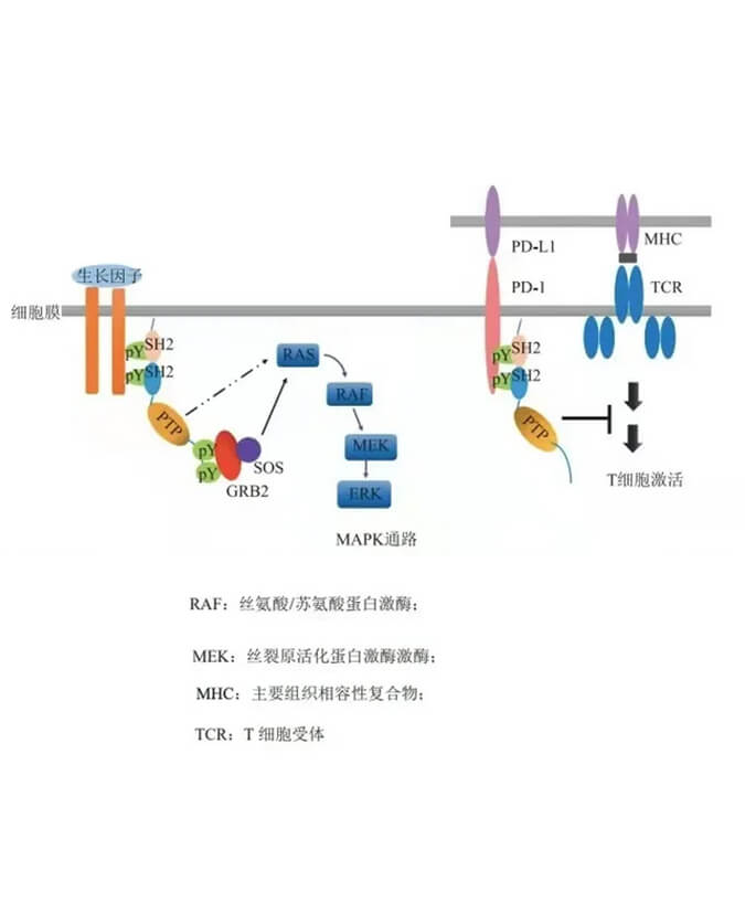 和记H88助力凌达生物SHP2变构抑造剂RG001片获批临床.jpg