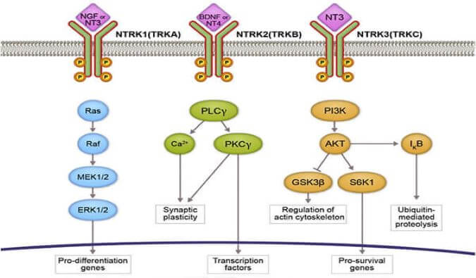 和记H88助力睿跃生物1类新药 TRK降解剂CG001419获批临床.jpg