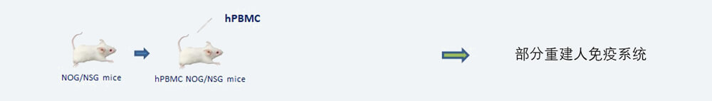 在幼鼠中沉建PBMC人源化肿瘤移植模型造备步骤.jpg