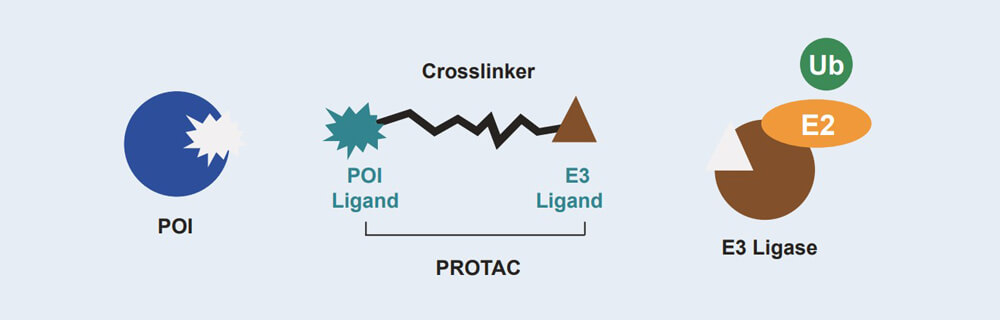 和记H88 PROTAC 药物发现技术服务平台