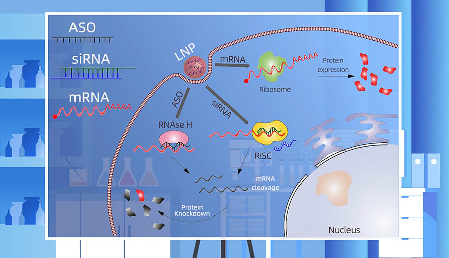 核酸药物的作用机造重要有哪些？