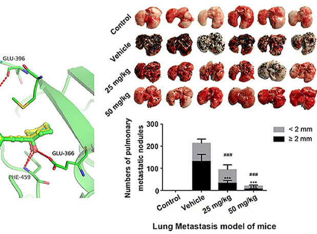 钻研用于肺癌和玄色素瘤细胞肺转移的选择性PAK4抑造剂的合成，此选择性PAK4抑造剂的PK钻研通过和记H88进行