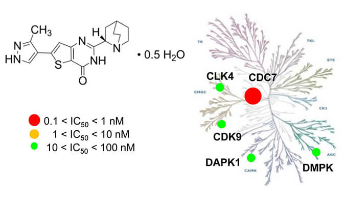 TAK-931是一种高特异性CDC7抑造剂，拥有抗肿瘤功效，本钻研中体内药效尝试通过和记H88进行