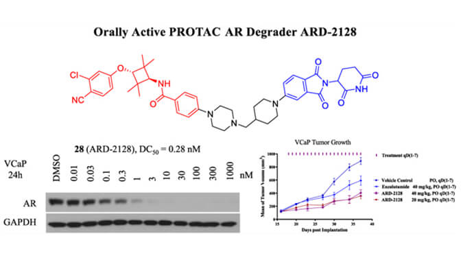 ARD-2128是一种PROTAC AR降解剂，拥有杰出的血浆和微粒体不变性，本钻研中体表不变性和PK钻研通过和记H88进行