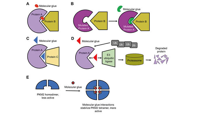 靶向蛋白降解系列（三）：分子胶，挑战不成成药