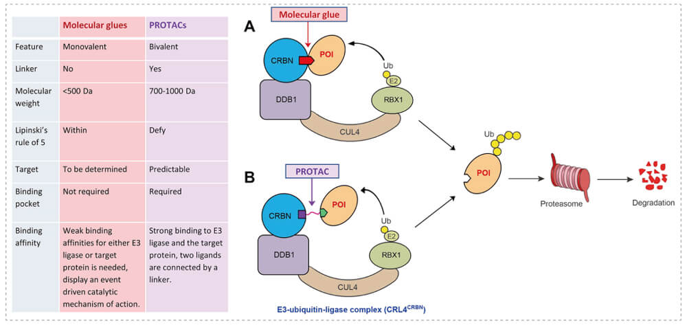 3-通过泛素-(Ub)-蛋白酶体系统降解指标蛋白-(POI)-示意图：分子胶(A)；PROTAC-(B).jpg
