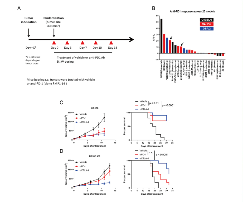 免疫查抄点阻断疗法扭转了癌症医治的范式，此钻研中通过和记H88在23 个同源肿瘤模型中进行了抗PD-1抗体的体内钻研