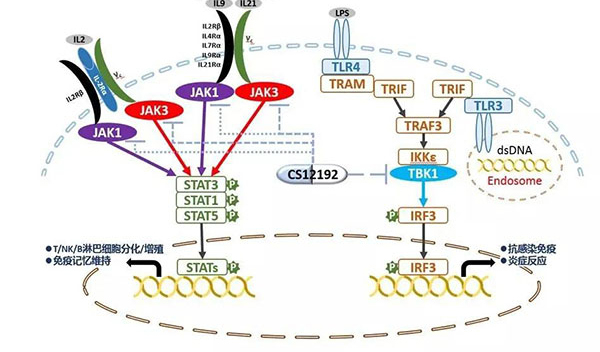 自身免疫疾病或迎新疗法！和记H88助力微芯生物CS12192获批FDA.jpg