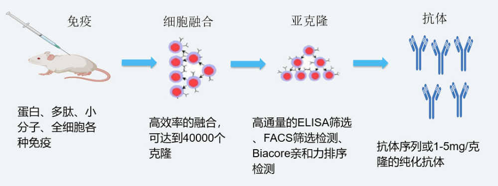 和记H88杂交瘤技术平台开发流程
