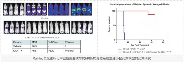细胞医治临床前评估动物模型的选择.jpg