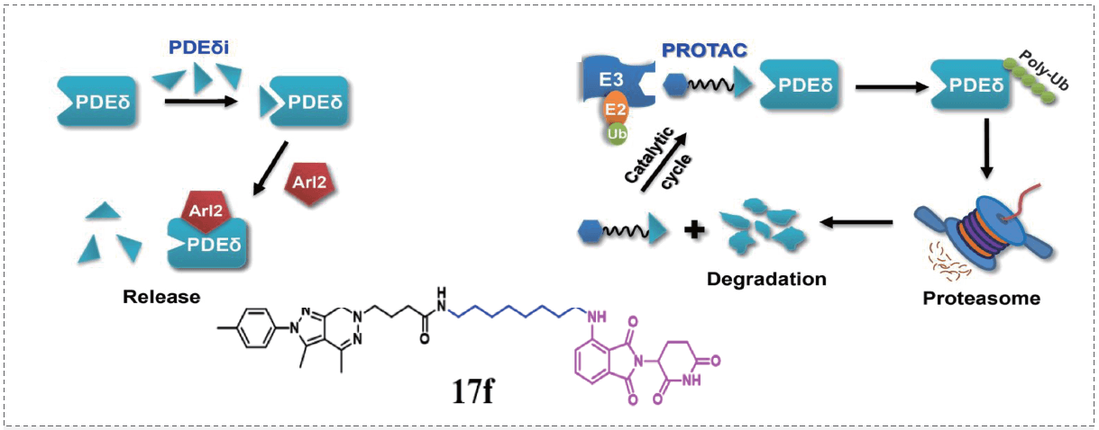 PROTAC战术和KRAS-PDEδ抑造剂Compound 17f.png