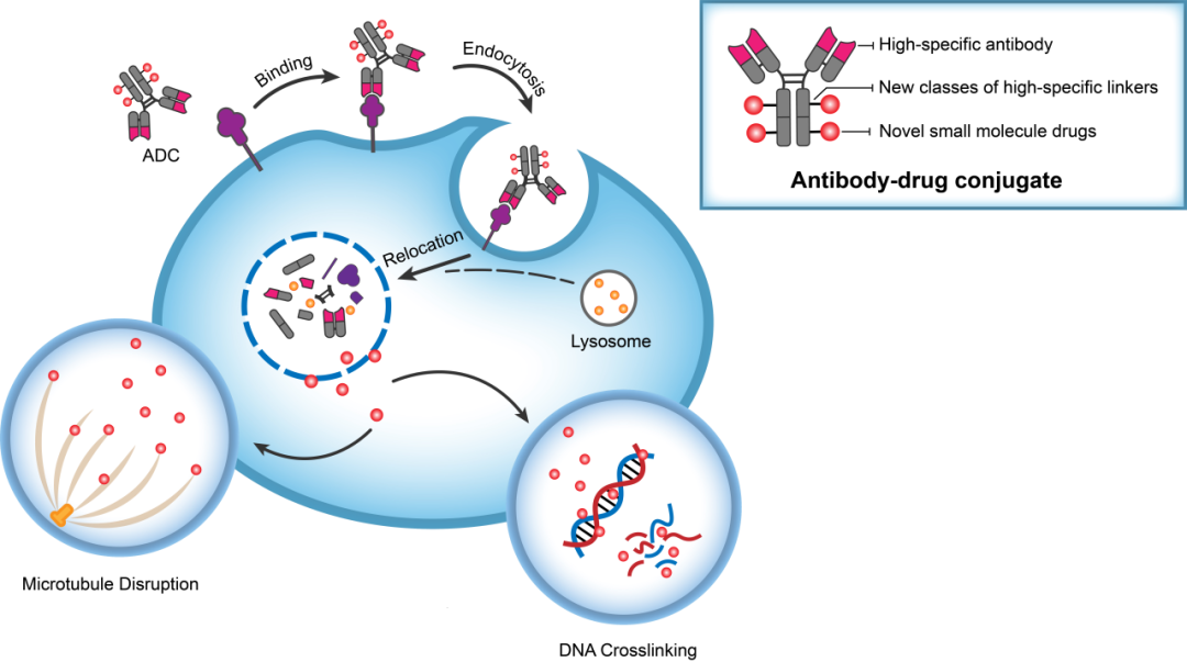 和记H88助力 | 华奥泰靶向CD73的ADC在美国获批临床