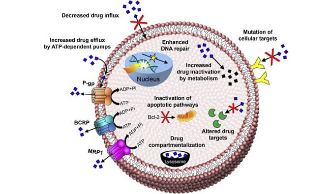 美研| 耐药模型的开发思路与构建战术