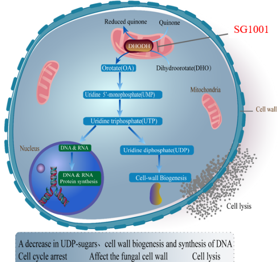 和记H88祝贺祥根生物创新药SG1001实现首例受试者给药