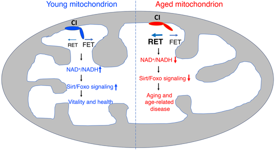 特异性RET抑造剂CPT可改善阿尔茨海默病，本钻研中CPT由和记H88化学部门合成