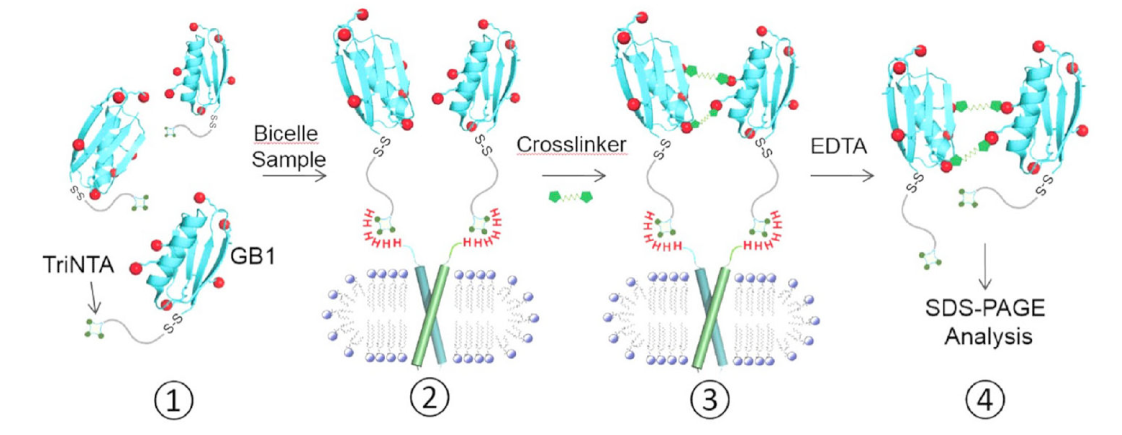 跨膜结构域寡聚体的结构测定新步骤，其中TriNTA通过和记H88合成